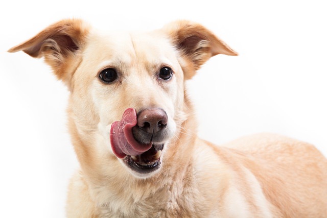 舌で自分の顔を舐めている犬