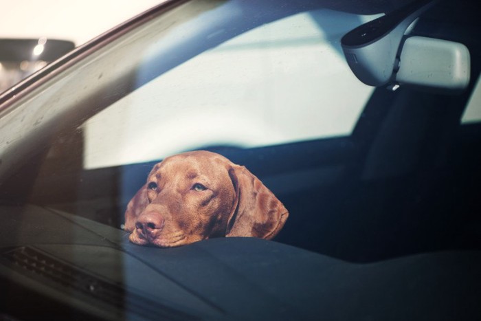 車で留守番している犬