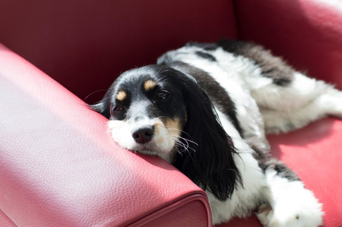 赤いソファーで休む犬