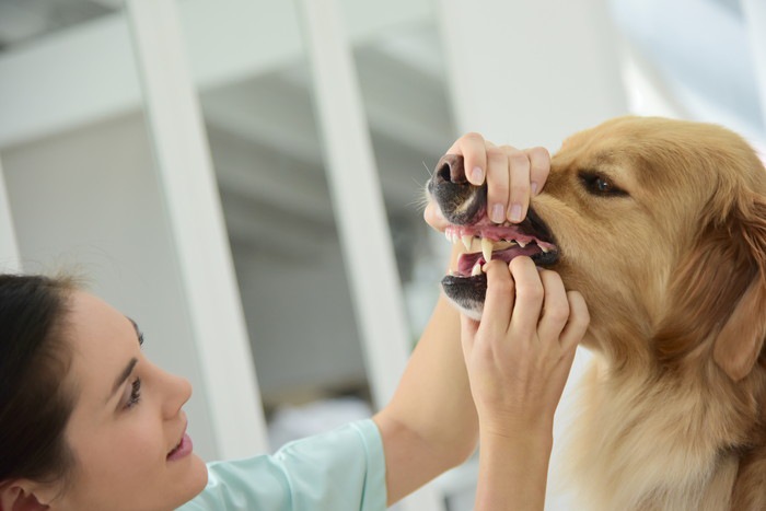 犬の口の中に指を入れている獣医