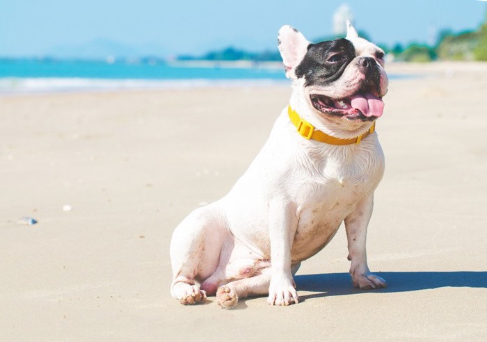 砂浜に座り込む犬、海
