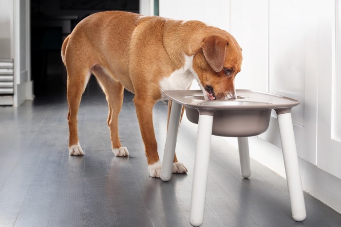 台の上の食事を食べる犬