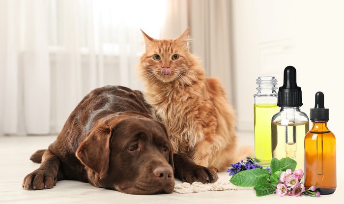 アロマオイルの入った瓶のそばで寄り添う犬と猫