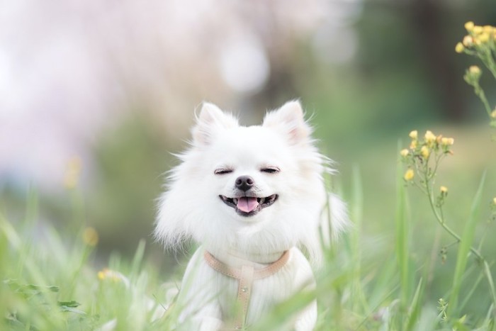 草花の間で微笑む白いチワワ