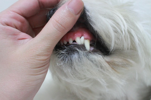 犬の犬歯アップ
