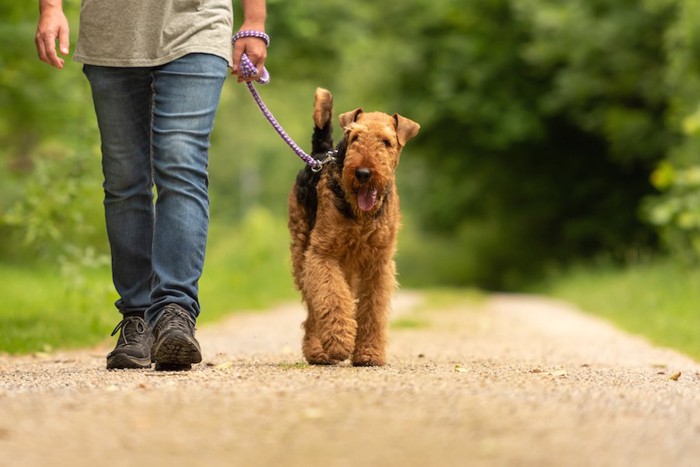 飼い主との散歩を楽しむ犬