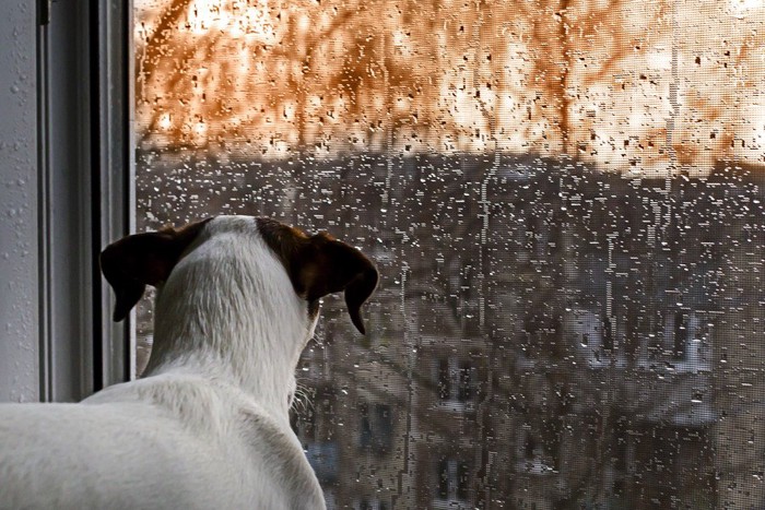 窓の外の雨を見る犬