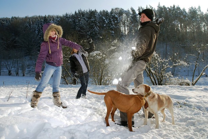雪合戦をする3人の男女と2頭の犬