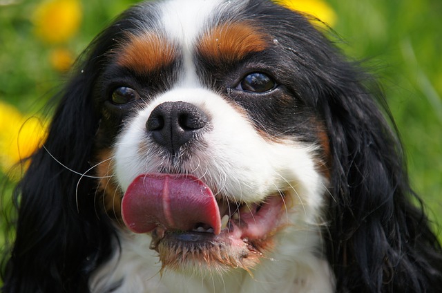 鼻を舐める犬の写真