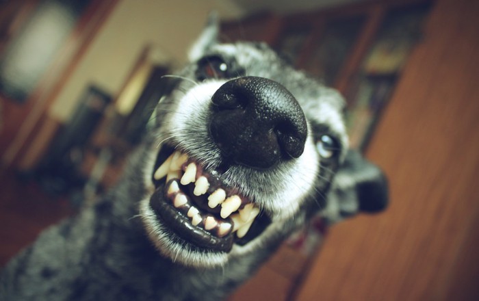 牙を見せる犬