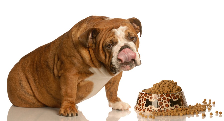 食事をする肥満犬