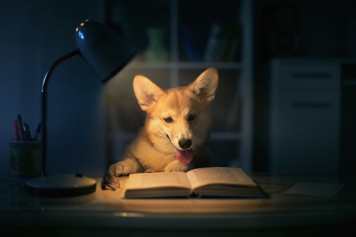 暗がりの中で照明をつけて本を読む犬