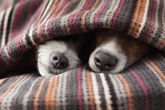毛布をかぶって鼻を出す二頭の犬