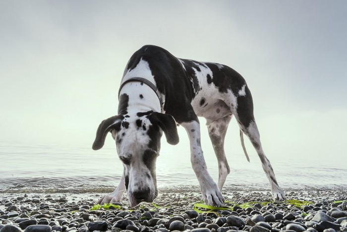 海岸で何かしている犬