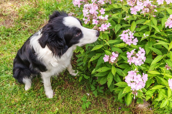 花のにおいをかぐ犬