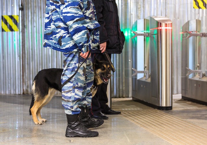 空港で働く麻薬探知犬