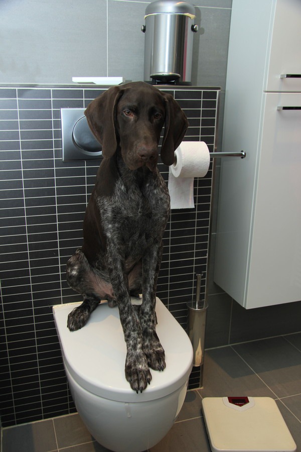 トイレの上に座る犬
