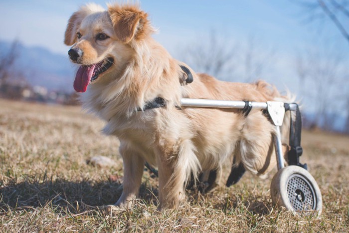車椅子と犬