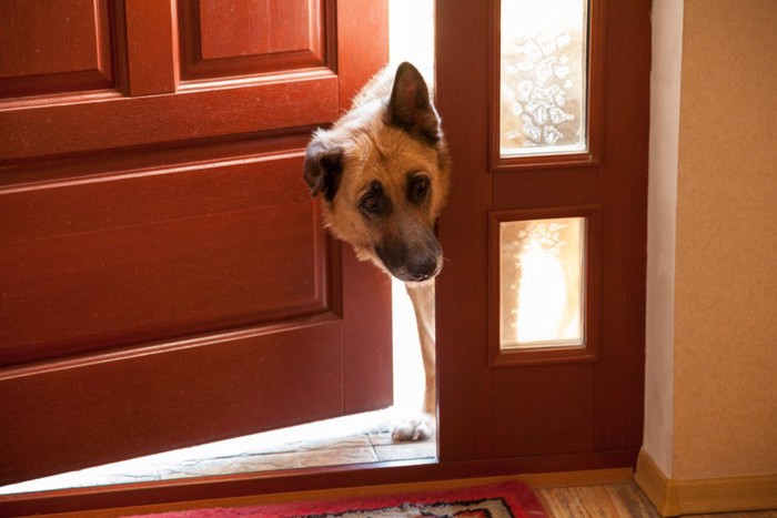 ドアから覗く犬