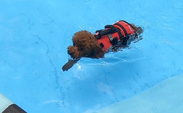 泳ぐ愛犬斜め