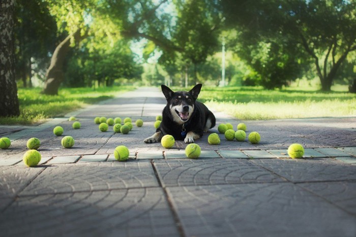 たくさんのテニスボールを前に伏せている犬