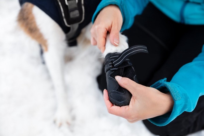 雪の上で靴を履かせられる犬