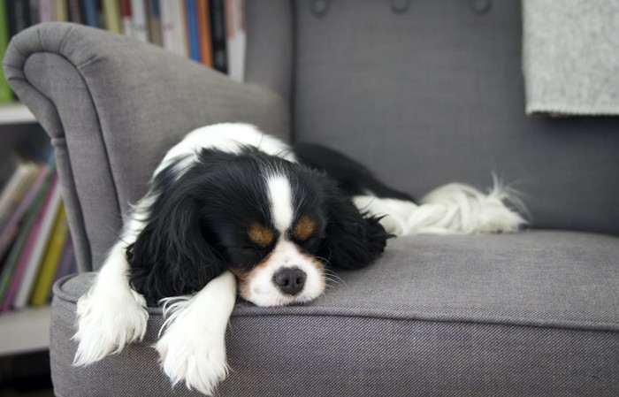 ソファーの上で寝る犬