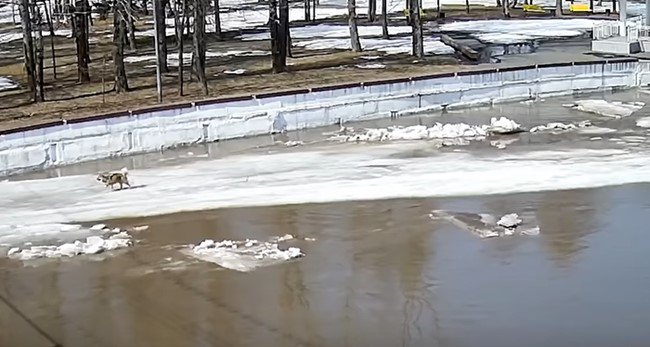岸の近くを流れる氷