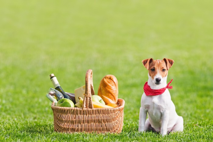 ピクニックのカゴの横で準備万端な犬