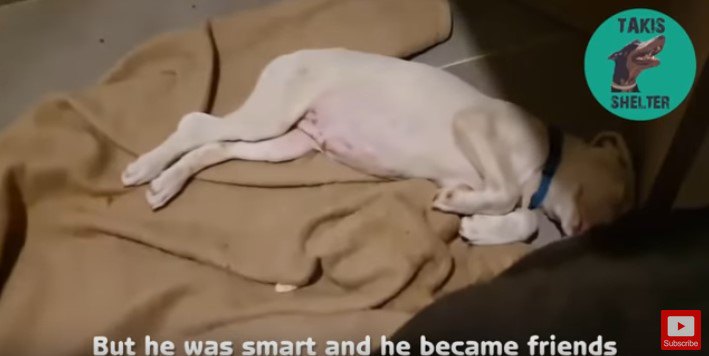 毛布の上で眠る犬