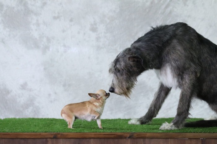 鼻を合わせる大型犬と小型犬