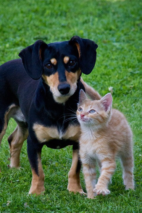 犬と猫の写真 