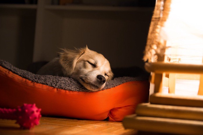 犬用ベッドで寝る犬
