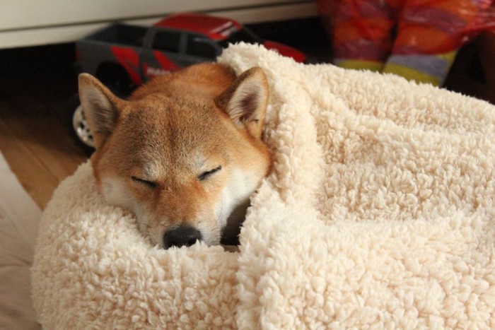 毛布をかけてベッドに入っている柴犬