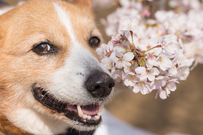 桜の花と犬
