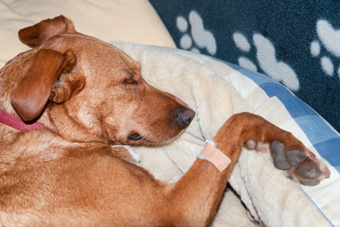 手に絆創膏を付けて眠る犬