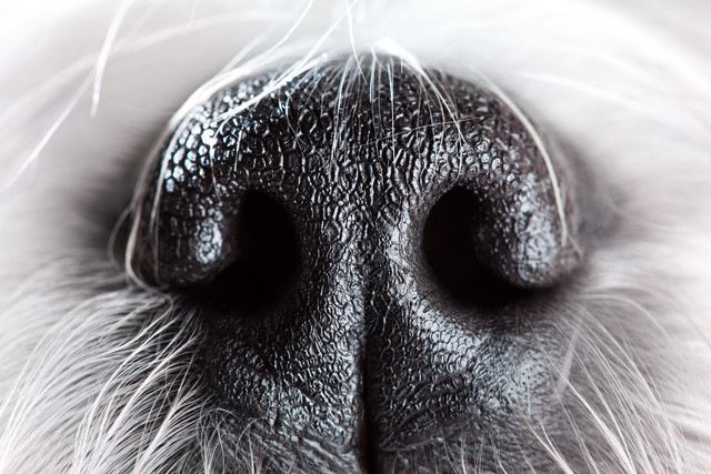 がん探知犬の鼻のアップ