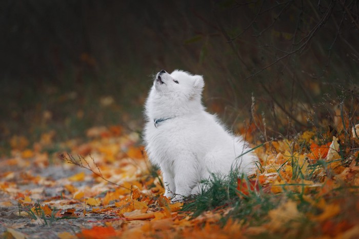 落ち葉の中で遠吠えをする白い子犬