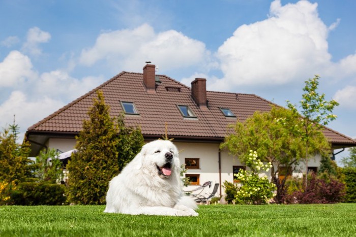 庭の芝生でくつろぐ白い大型犬