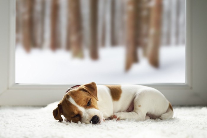 冬の窓際で丸くなって眠る小型犬