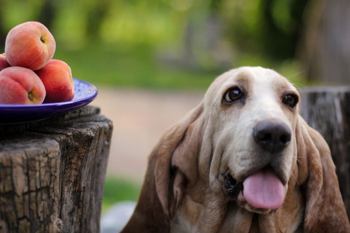 犬と桃の写真