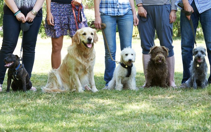 トレーニングに集まった犬と飼い主たち
