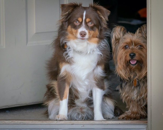 ドアの前に並んで座ってお出迎えする2匹の犬