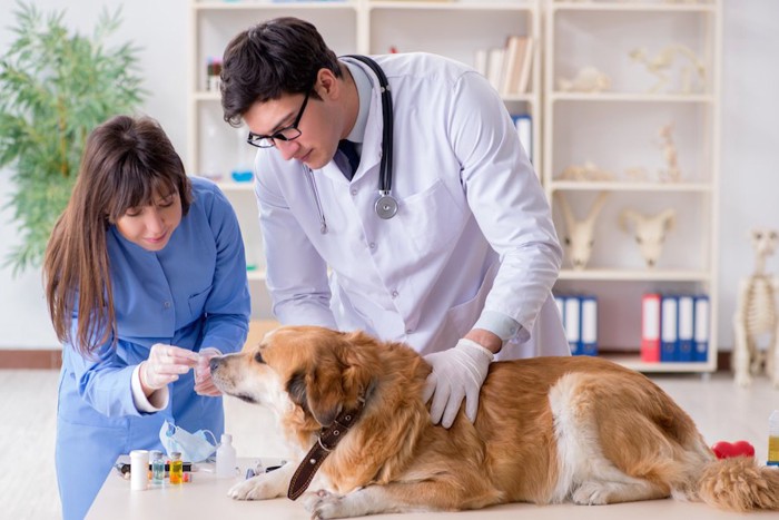 病院で獣医師に投薬される犬