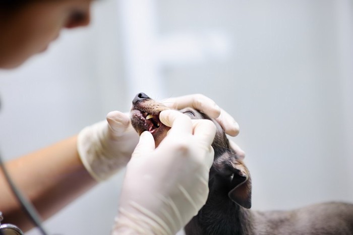 犬の歯をチェックする獣医師
