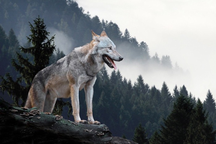 森の中のオオカミ