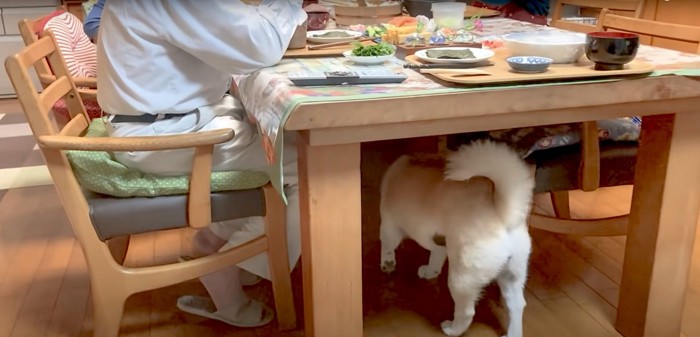 テーブルの下に潜り込む白柴