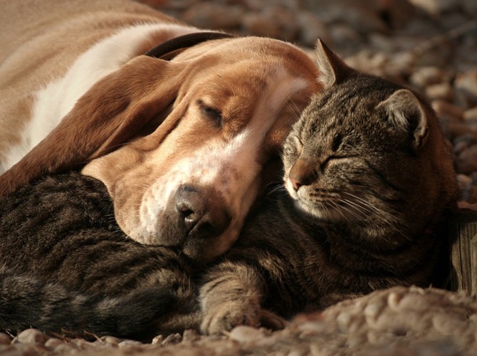 幸せそうに寝ている犬と猫