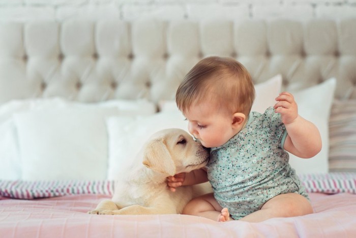 キスをするラブラドールレトリバーの子犬と赤ちゃん