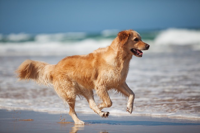 泳ぎが得意な犬のゴールデン･レトリーバー